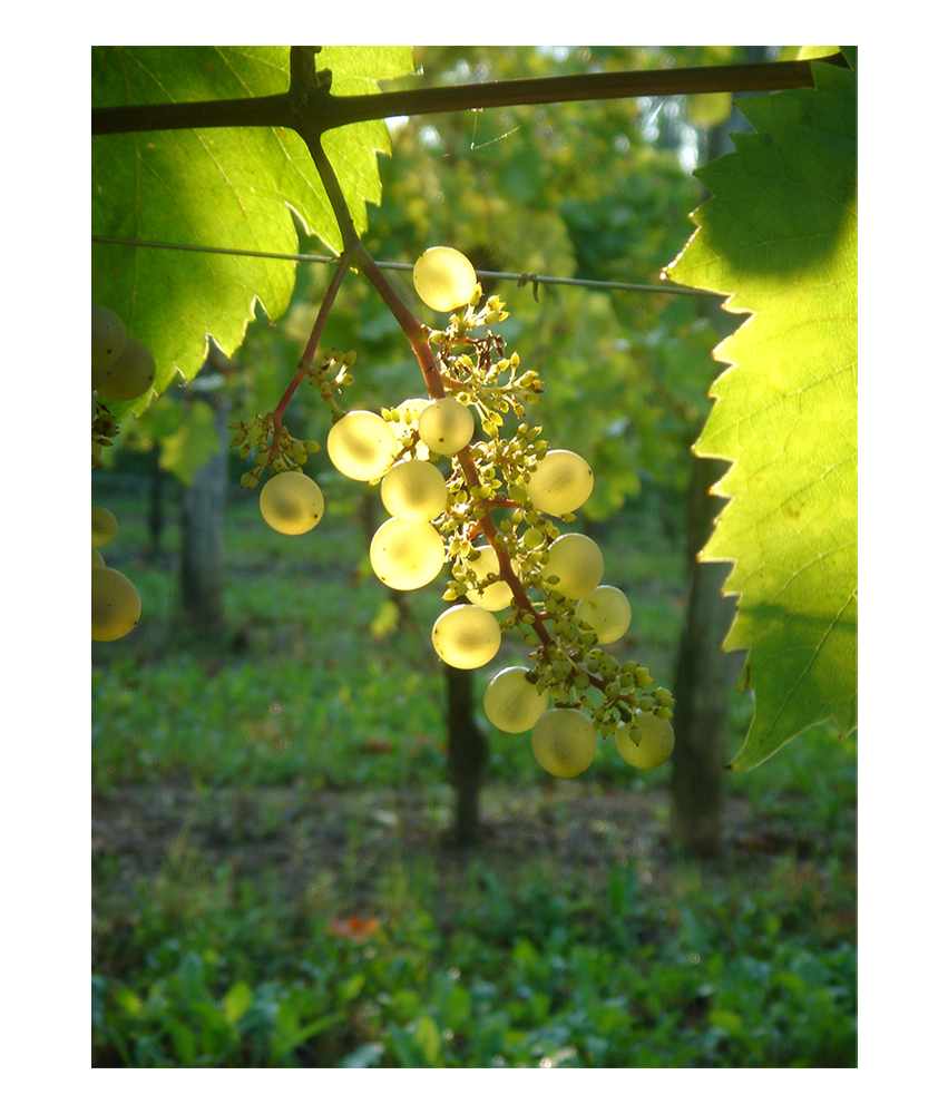 Friulano, Friuli Colli Orientali DOC – Bild 3