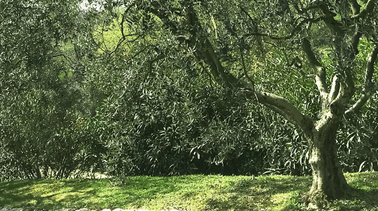 Redoro – Traditionelle Handwerkskunst und Qualität aus Venetien