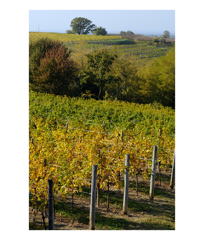 Schioppettino, Friuli Colli Orientali DOC – Bild 3